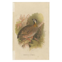 Grabado antiguo de la perdiz de Aracán de Hume & Marshall, 1879