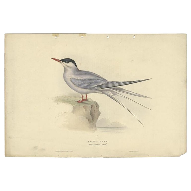 Impression oiseau antique du tern arctique par Gould, 1832 en vente
