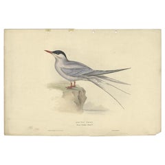 Antique Bird Print of the Arctic Tern by Gould, 1832