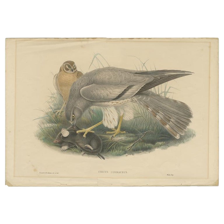 Impression ancienne d'oiseau Harrier de couleur frêne par Gould, vers 1870 en vente