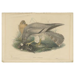 Impression ancienne d'oiseau Harrier de couleur frêne par Gould, vers 1870