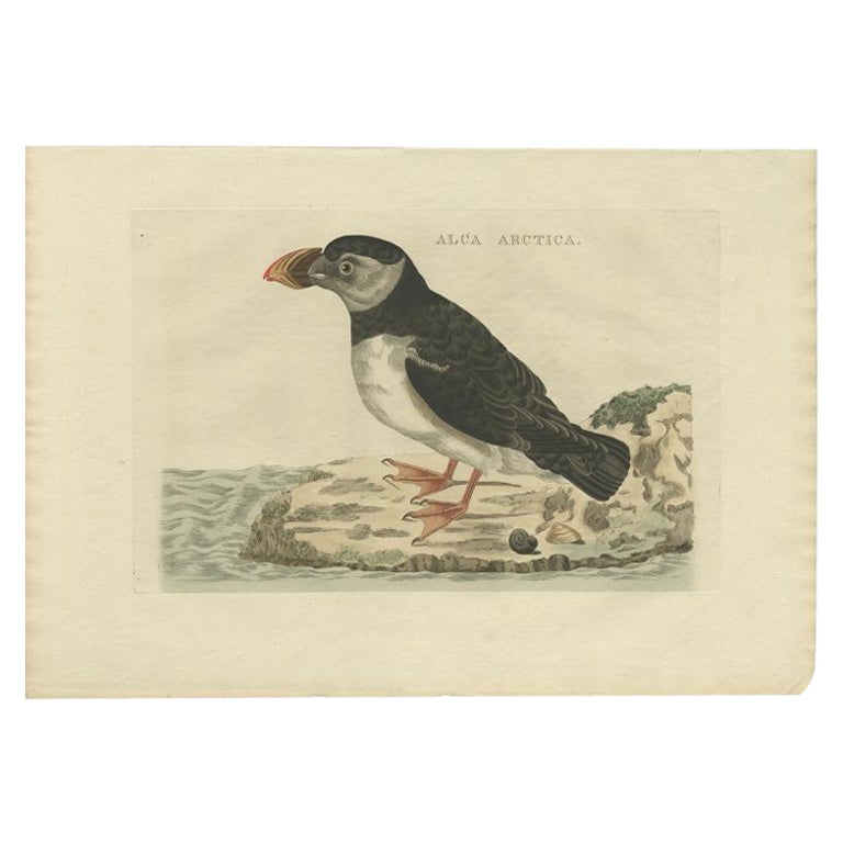 Impression ancienne d'oiseaux de l'Atlantique Puffin par Sepp & Nozeman, 1809