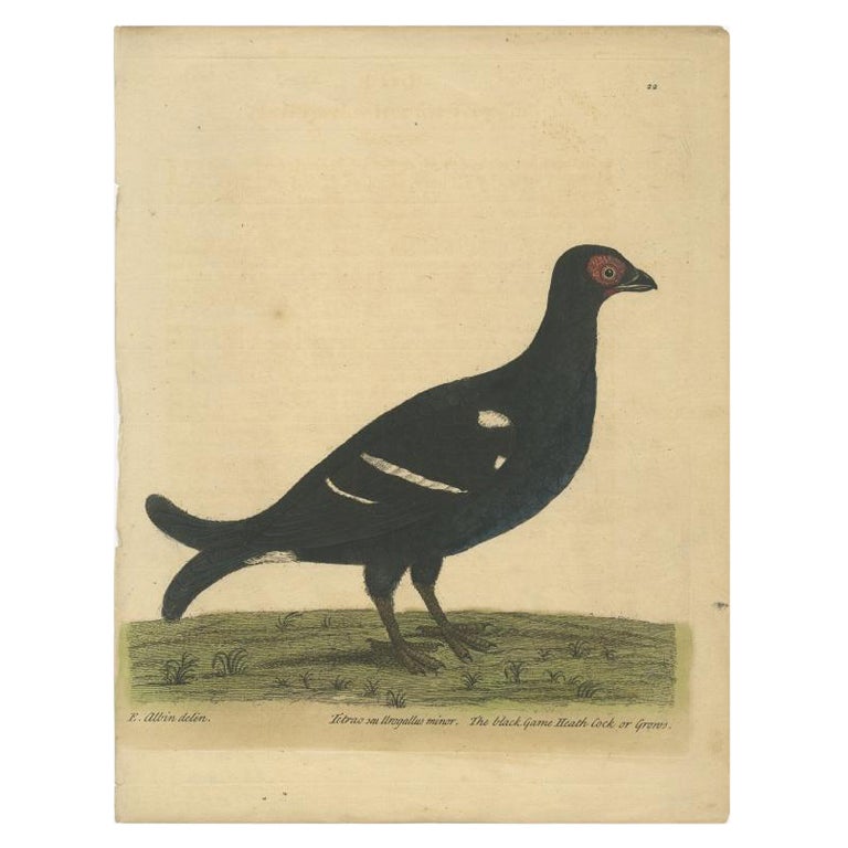 Antique Hand Colored Bird Print of the Black Grouse by Albin, c.1738