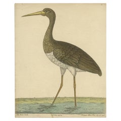 Antique Bird Print of the Black Stork by Albin, c.1738