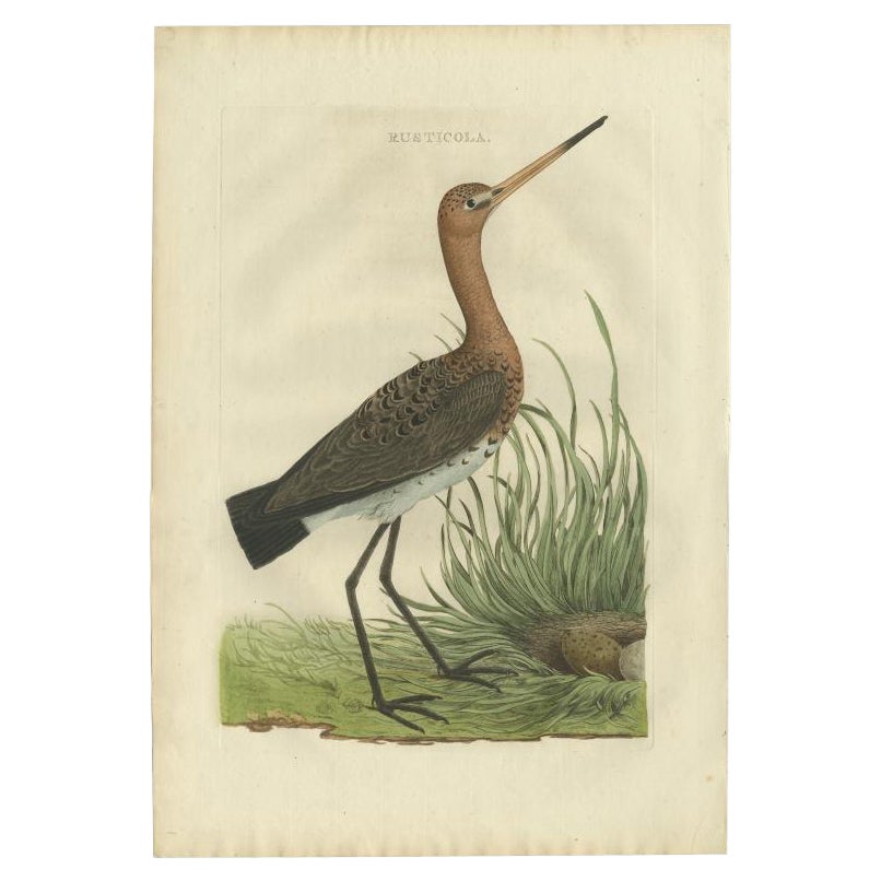 Antique Bird Print of the Black-Tailed Godwit by Sepp & Nozeman, 1770 For Sale