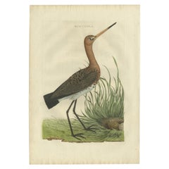 Antique Bird Print of the Black-Tailed Godwit by Sepp & Nozeman, 1770