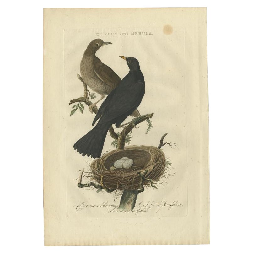 Antique Bird Print of the Common Blackbird by Sepp & Nozeman, 1770 For Sale
