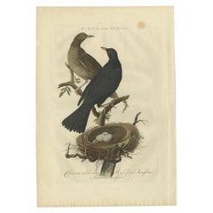 Antique Bird Print of the Common Blackbird by Sepp & Nozeman, 1770