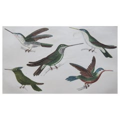 Original Antique Print of Hummingbirds, circa 1850, Unframed