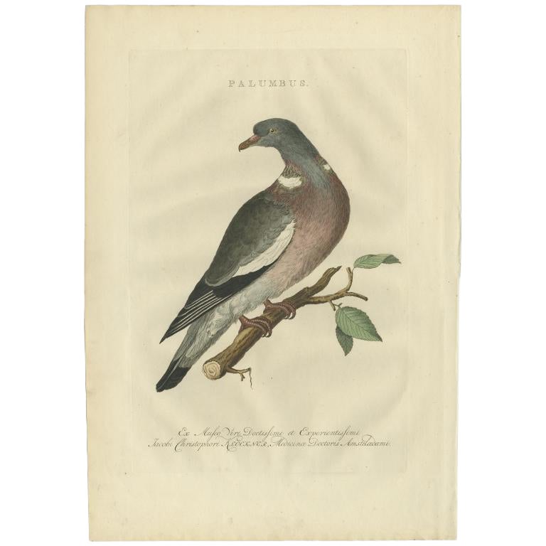 Antique Bird Print of the Common Wood Pigeon by Sepp & Nozeman, 1770 For Sale