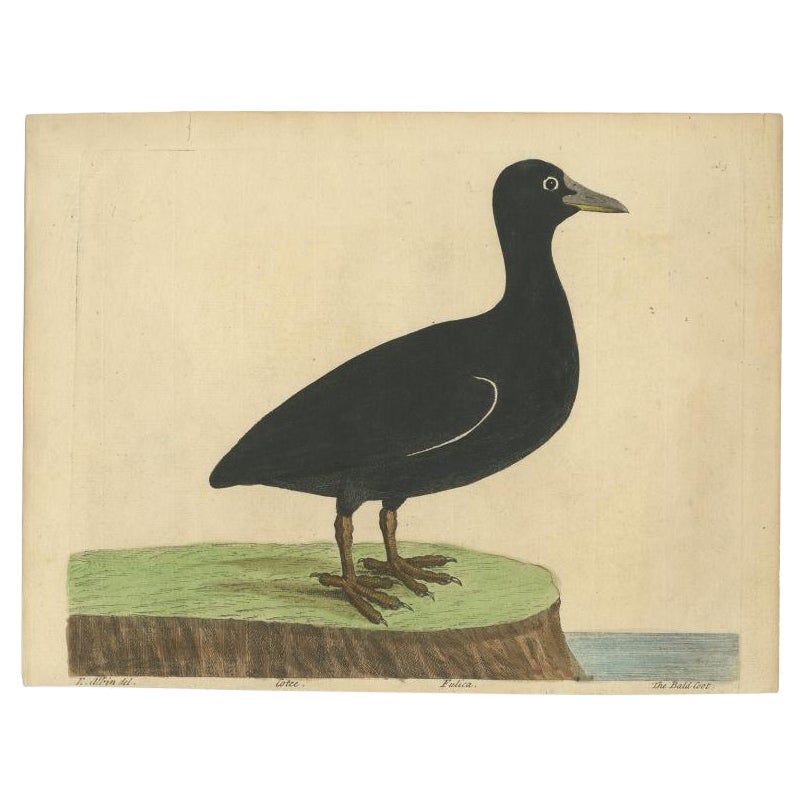 Antique Bird Print of the Eurasian or Australian Coot by Albin, c.1738 For Sale
