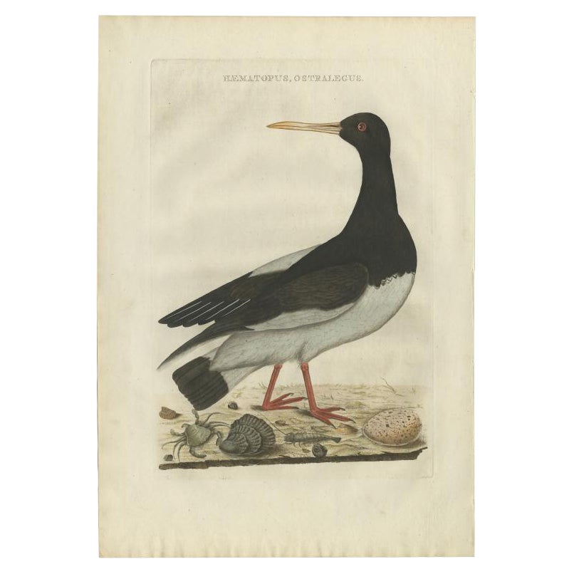 Stampa antica di uccelli della beccaccia di mare di Sepp & Nozeman, 1770