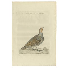Antique Bird Print of a Female Grey Partridge by Sepp & Nozeman, 1789