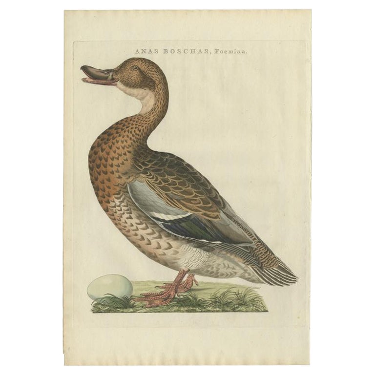 Antiker antiker Vogeldruck eines weiblichen Mallards von Sepp & Nozeman, 1797