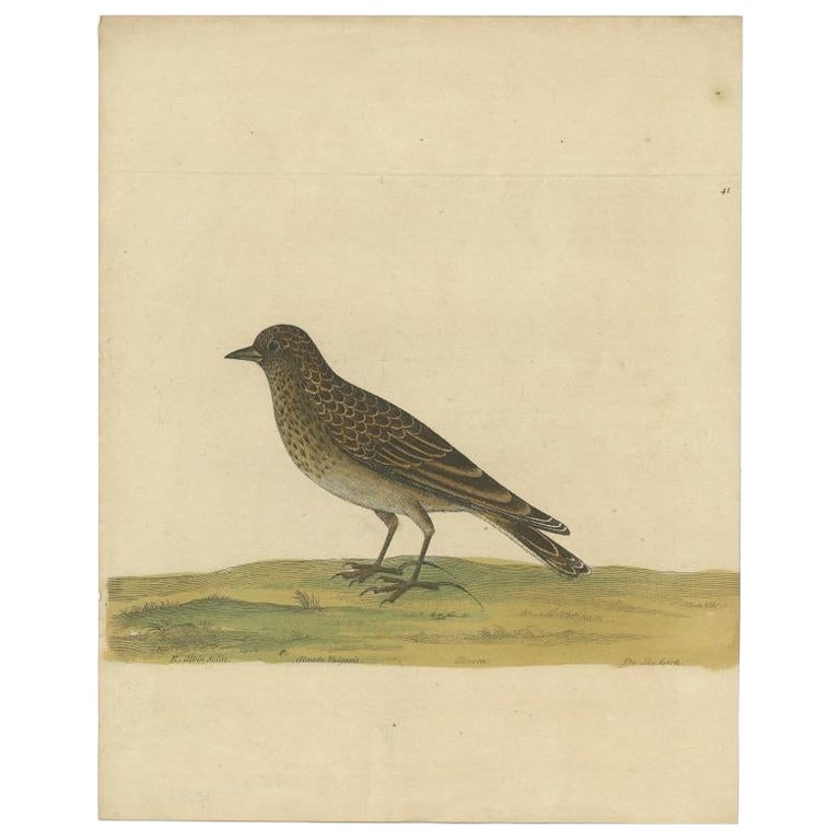 Antique Bird Print of the Eurasian Skylark by Albin, c.1738 For Sale