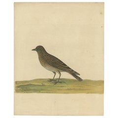 Impression ancienne d'oiseau de l'Euralasian Skylark par Albin, vers 1738