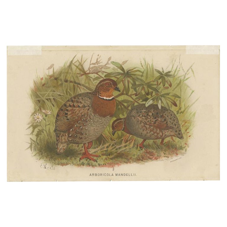 Antiker antiker Vogeldruck des Teilridges des Bhutan-Hüttels von Hume & Marshall, 1879