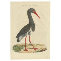 Antique Bird Print of the Black Stork by Sepp & Nozeman, 1829