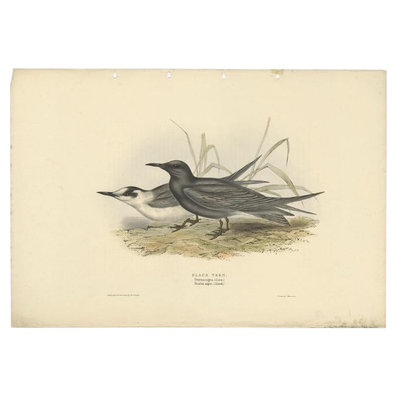 Stampa antica di uccelli della sterna nera di Gould, 1832