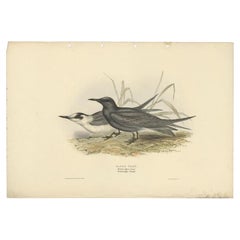Impression ancienne d'oiseau du tern noir par Gould, 1832