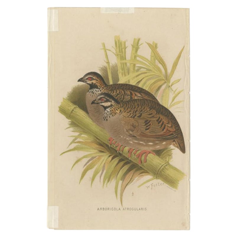 Antique Bird Print of the Black-Throated Hill Partridge by Hume & Marshall, 1879 For Sale