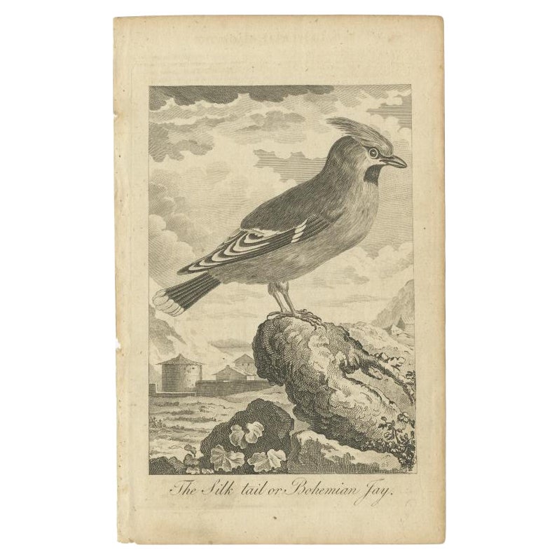 Antique Bird Print of the Bohemian Waxwing, c.1800 For Sale