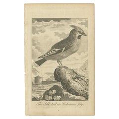 Antique Bird Print of the Bohemian Waxwing, c.1800