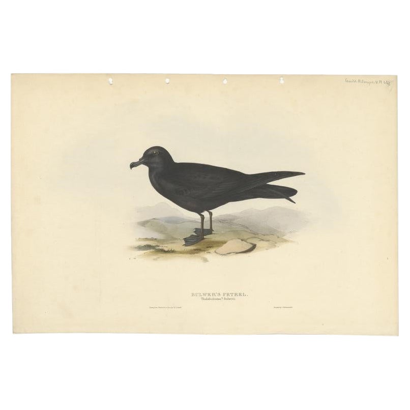 Antique Bird Print of the Bulwer's Petrel by Gould, 1832 For Sale