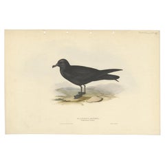 Impression ancienne d'un oiseau pétrifié de l'ampoule par Gould, 1832