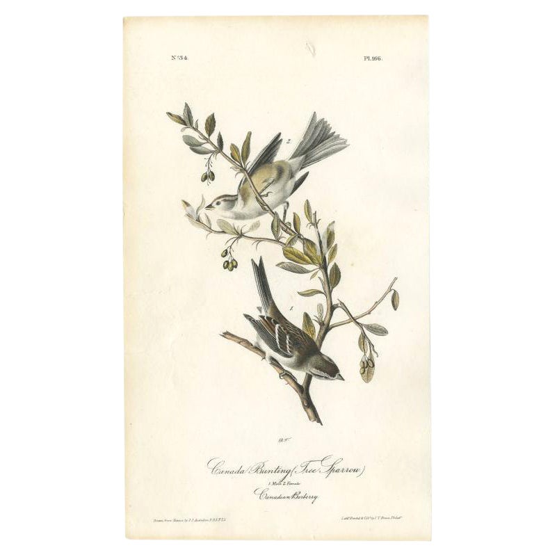 Antique Bird Print of the Canada Bunting by Audubon, c.1840