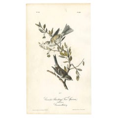 Antique Bird Print of the Canada Bunting by Audubon, c.1840
