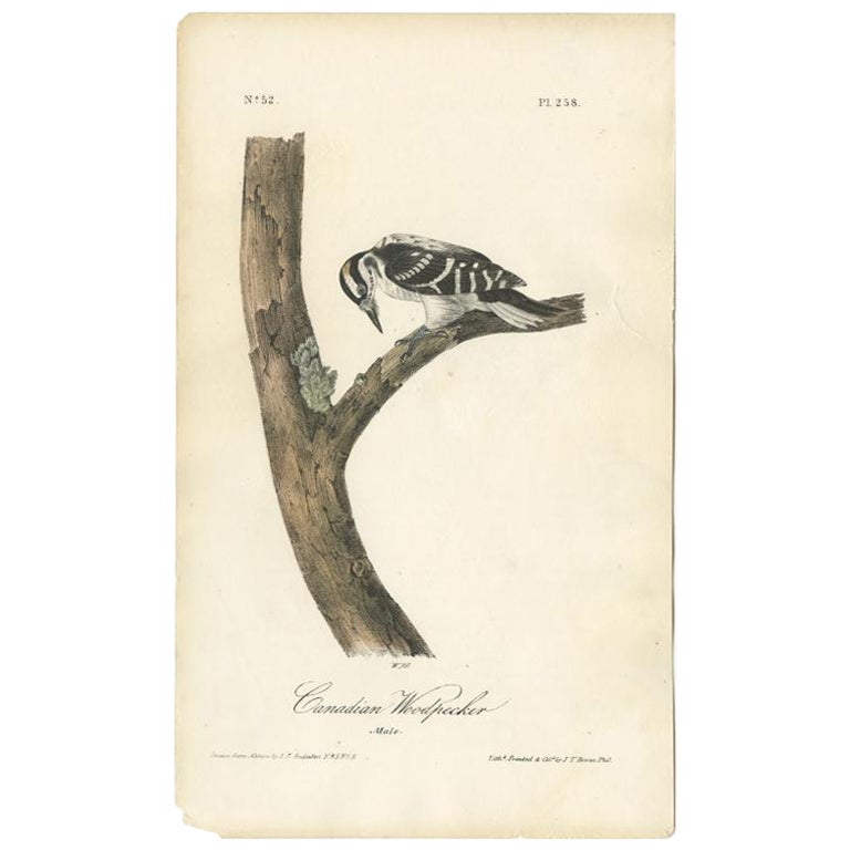 Antique Bird Print of the Canadian Woodpecker by Audubon, c.1840 For Sale