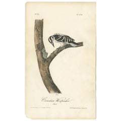 Antique Bird Print of the Canadian Woodpecker by Audubon, c.1840