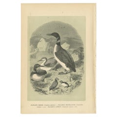 Antique Bird Print of the Common Loon and Other Birds by Le Maout, 1853