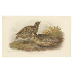 Antique Bird Print of the Common Quail by Hume & Marshall, 1879