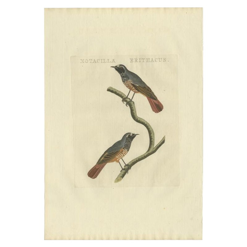 Antique Bird Print of the Common Redstart by Sepp & Nozeman, 1809 For Sale