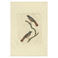 Antique Bird Print of the Common Redstart by Sepp & Nozeman, 1809