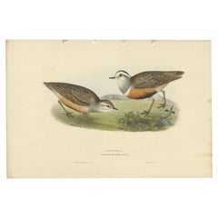 Antique Bird Print of the Dotterel Bird by Gould, 1832