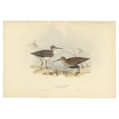 Antiker antiker Vogeldruck des Dunlin-Vogels von Gould, 1832