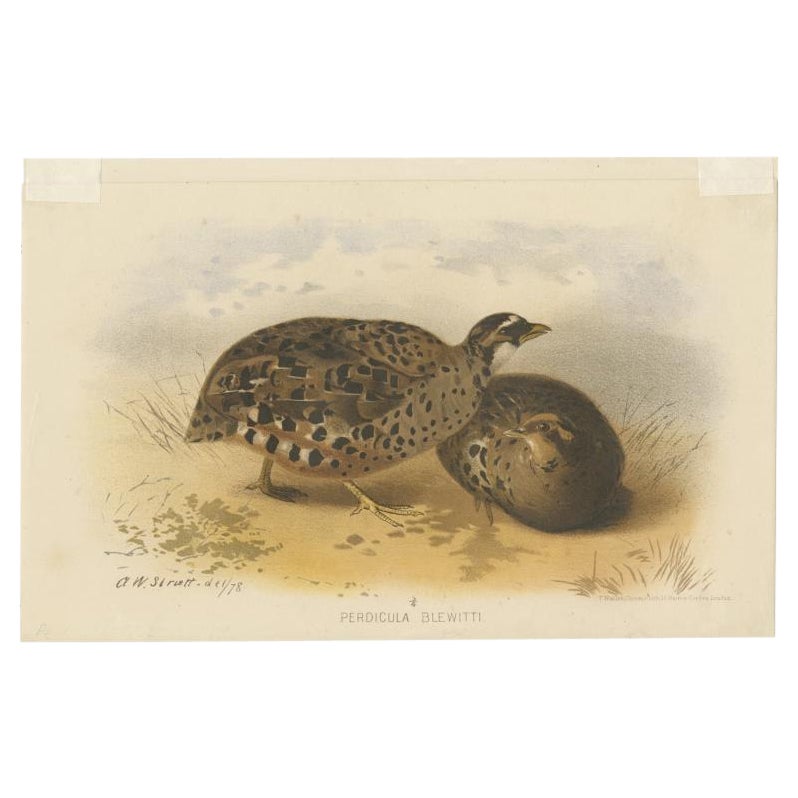 Antique Bird Print of the Eastern Painted Bush-Quail by Hume & Marshall, 1879 For Sale