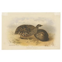 Antique Bird Print of the Eastern Painted Bush-Quail by Hume & Marshall, 1879