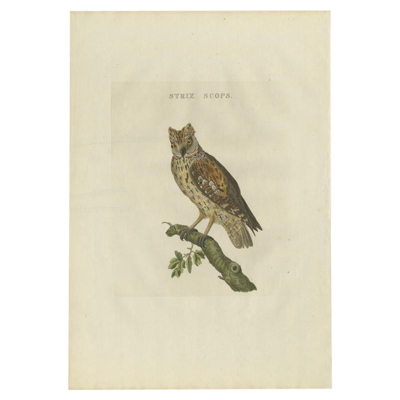 Antiker Vogeldruck der Eurasianischen Scops- Eule von Sepp & Nozeman, 1809