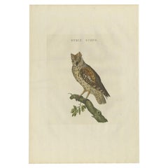Antique Bird Print of the Eurasian Scops Owl by Sepp & Nozeman, 1809