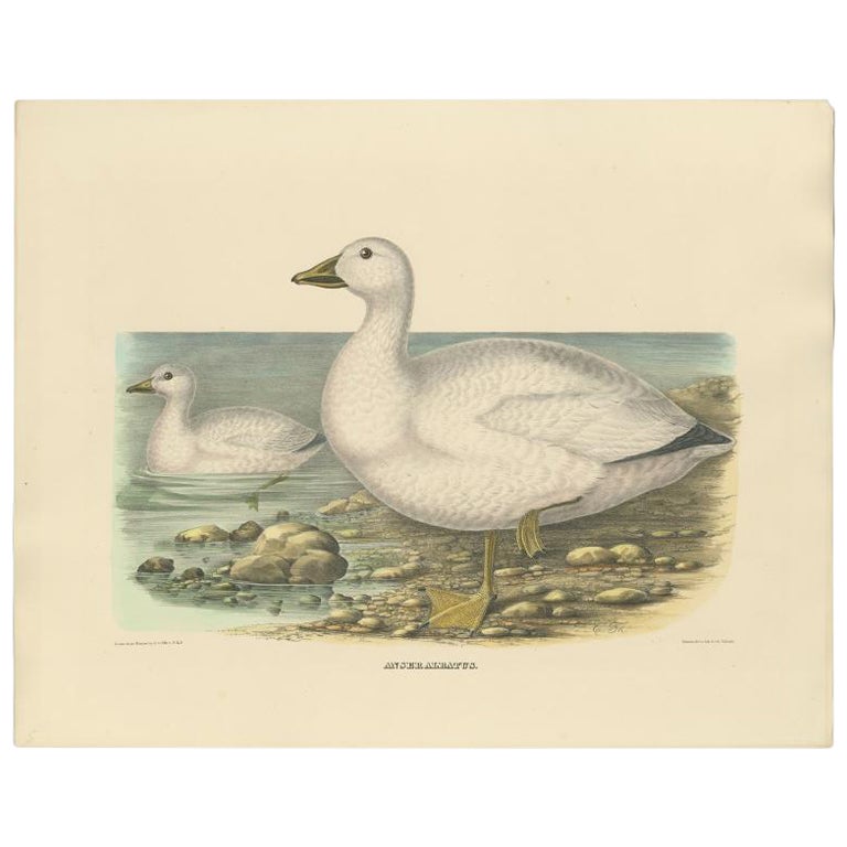 Rare et original imprimé oiseau ancien représentant l'oie de neige de Cassin 'Anser Albatus', 1869 en vente