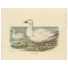 Original Rare Old Bird Print Depicting Cassin's Snow Goose 'Anser Albatus', 1869