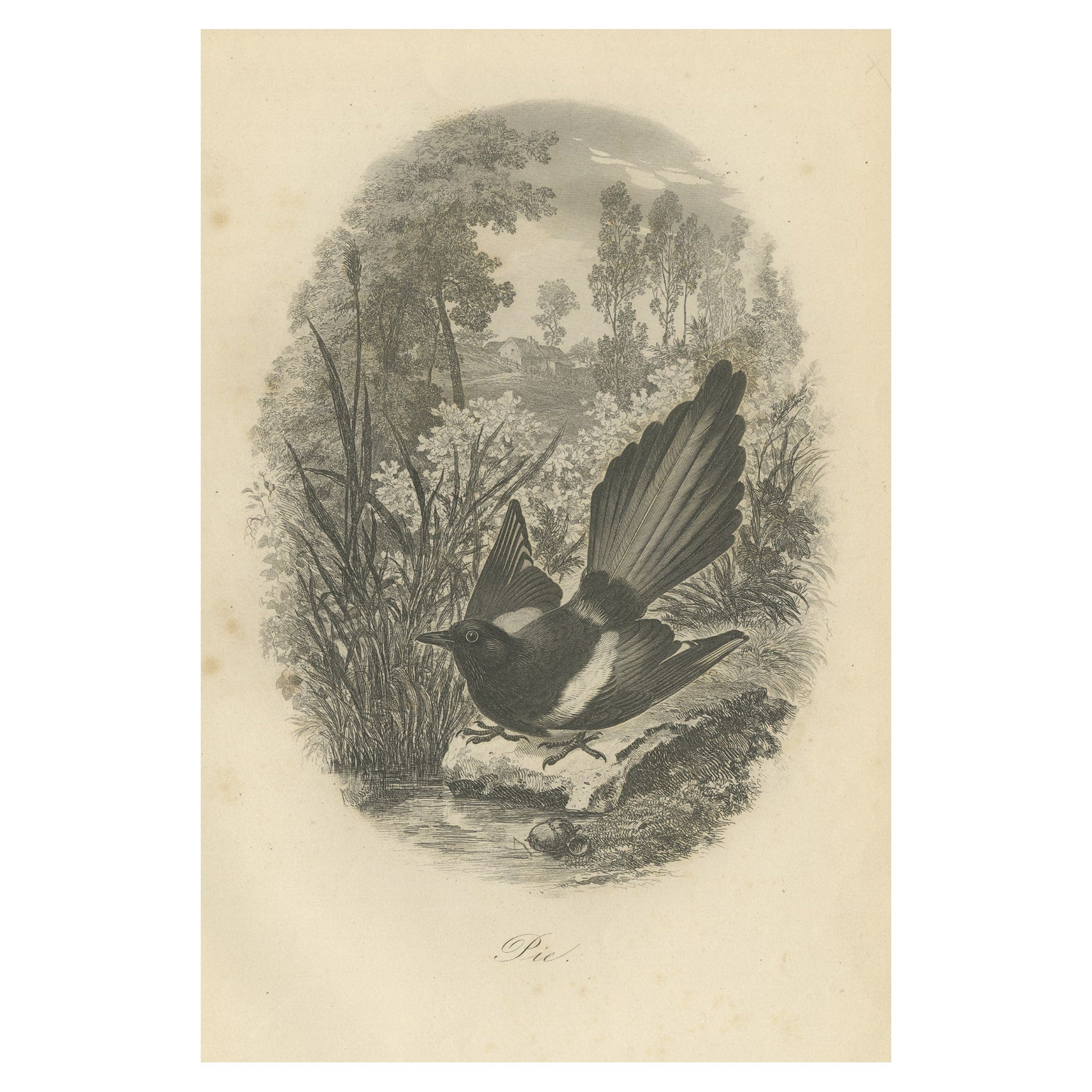 Antique Bird Print of a Magpie, 1853