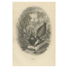 Antique Bird Print of a Magpie, 1853
