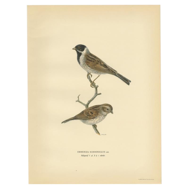 Antique Bird Print of the Common Reed Bunting by Von Wright, 1927