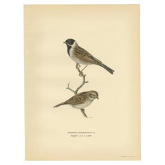 Antique Bird Print of the Common Reed Bunting by Von Wright, 1927
