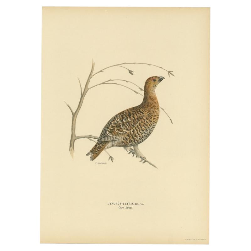 Antique Bird Print of the Black Grouse by Von Wright, 1929 For Sale